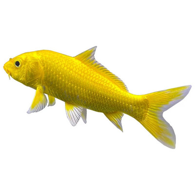 黄金锦鲤观赏鱼自来水冷水观赏鱼