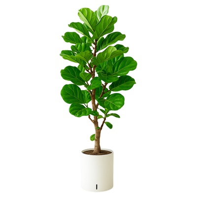 大叶琴叶榕客厅绿植物办公室内大型真花落地老桩大盆栽高级感真树