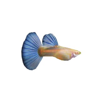 天空蓝孔雀鱼孕母蓝白天空蓝孔雀鱼孕母临产缎带大C下崽狂魔鱼