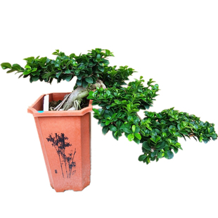 大型悬崖榕小叶榕树 榕树盆景 绿植室内室外庭院阳台盆栽观茎植物