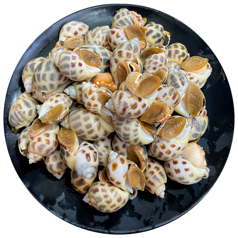 花螺潮汕本港鲜活冷冻新鲜海捕海鲜水产贝类东风螺大凤香螺小海螺