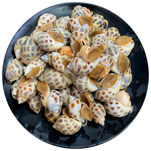 花螺潮汕本港鲜活冷冻新鲜海捕海鲜水产贝类东风螺大凤香螺小海螺