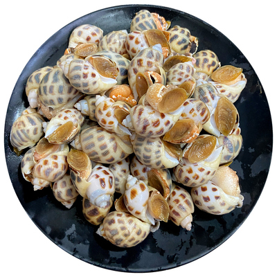 花螺潮汕本港海螺500g，顺丰配送