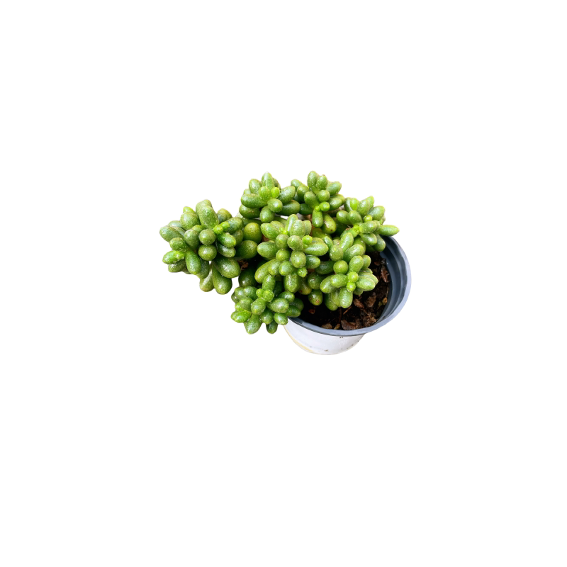 绿龟之卵  悬崖妖桩多肉植物 室内书桌群生木质化老桩