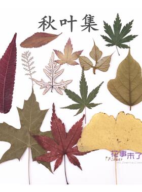 叶集银杏儿童手工植物标本干花