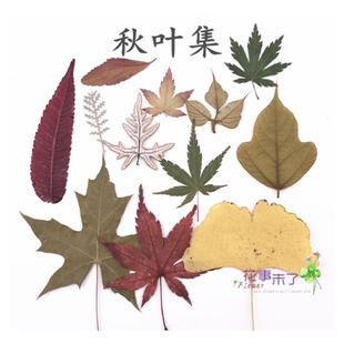 秋叶集干花真树叶贴画 枫叶银杏儿童手工书签卡片明信片 植物标本