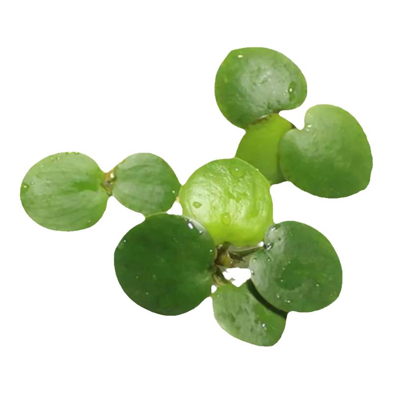 小叶浮萍青萍芝麻浮萍浮草水草鱼缸水池水族箱造景池塘养殖净化水