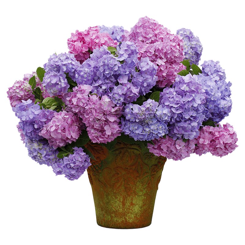 海蒂的花园旗舰店绣球花盆栽多年生花苗无尽夏树苗花卉绿植小苗