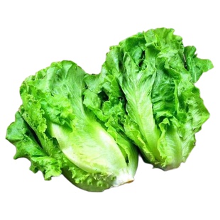 意大利生菜种子耐热耐寒耐抽苔种籽阳台菜园专用四季播蔬菜可生吃