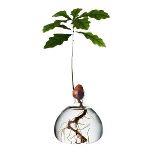 日式牛油果水培花瓶牛油果核种子种植养成容器器皿专用花瓶盆园艺