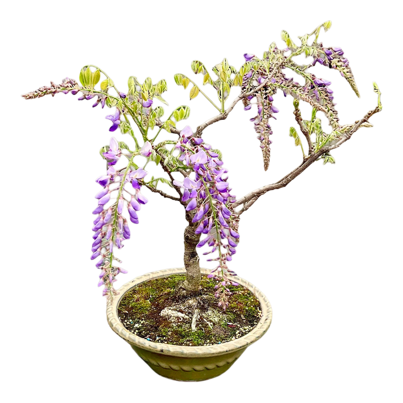 紫藤大苗紫藤盆栽庭院植物