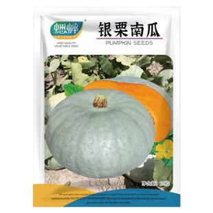 蟋蟀牌银栗南瓜种子板栗南瓜种籽超甜粉板四季春夏季阳台盆栽