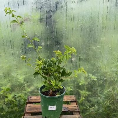 三角梅 卡亚塔 阳台花苗花卉四季阳台开花植物盆栽庭院