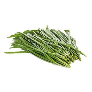 香韭菜种子小细叶老品种香味浓郁四季阳台盆栽耐寒蔬菜种孑菜种籽