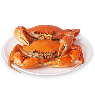正宗三门青蟹特大满黄大红膏蟹海捕母蟹大红鲟海蟹海鲜鲜活1斤
