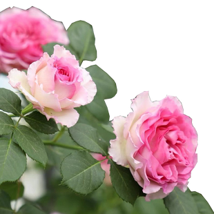 无刺爬藤蔷薇花罗衣浓香特大花多季开花藤本月季粉团庭院阳台花墙