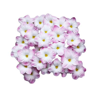 虹越观花植物耐热易爆盆风雨兰