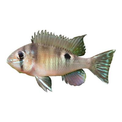 圣塔伦月亮宝石鱼新手可养好养