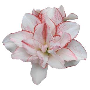 进口朱顶红残次球无售后无退不换不包对版精灵爱神蒂卡梦幻惊奇铃