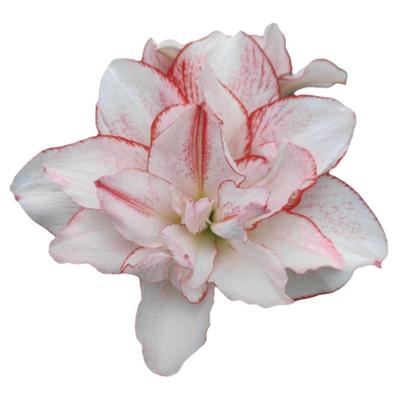 瑕疵残次进口朱顶红特价爱神鬼魅