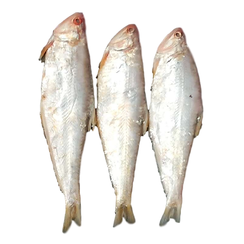 黄鲫鱼 油扣 鲜活海鲜连云港赣榆特产新鲜马口食用海产品毛宝新款