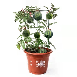 红玉2K小西瓜种子薄皮少籽8424麒麟西瓜盆栽阳台水果种籽四季播种