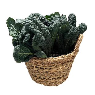 皱叶羽衣甘蓝种子黑皱叶菜青菜阳台盆栽高产采收期长春秋蔬菜种籽