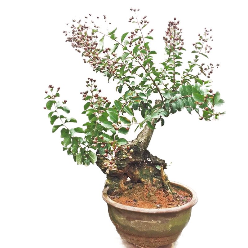 紫薇树桩高档开花盆景造型新品