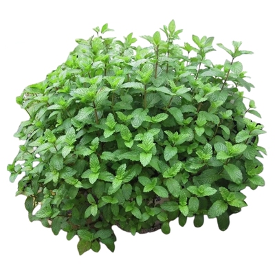 薄荷种籽子可食用四季种植种子香水留兰香猫薄荷驱蚊室内阳台盆栽