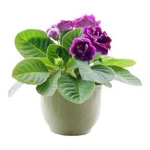 大岩桐重瓣带花盆栽发货花期长芙蓉花带花六雪尼阳台带花发货