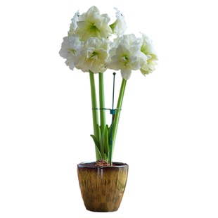 进口朱顶红种球特价大球多品种带花箭盆栽地栽花卉绿植包邮多年生