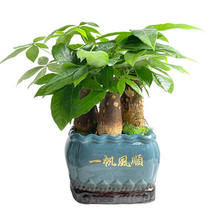 金叶子老桩发财树组合绿植盆栽办公室内桌面净化空气常绿植物盆景