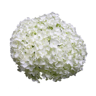 种花王大爷 乔木绣球无敌贝拉安娜盆栽花苗庭院植物耐寒八仙花卉