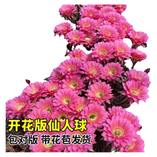 肋骨牡丹开花仙人球绿植室内盆栽仙人掌科夏季耐干旱好养活的植物
