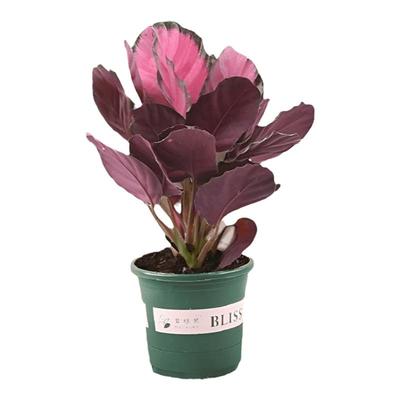 红玫瑰竹芋室内净化空气观叶绿植