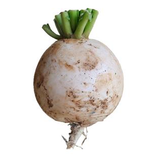 贵州高山新鲜白萝卜农家自种蔬菜当季春不老萝卜泡菜圆白萝卜带泥