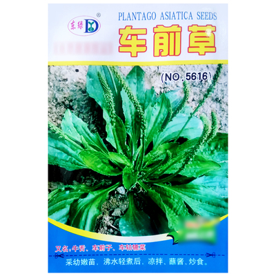 车前草种子食用野菜中药材车前子