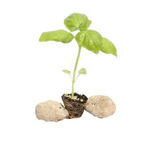 大叶罗勒种孑苗四季盆栽可食用九层塔种子秧苗金不换种籽香草阳台