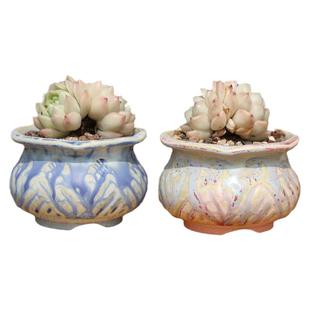 新多肉植物花盆窑变流釉布袋奶罐群生单头盆桌面粉色控型肉肉粗陶