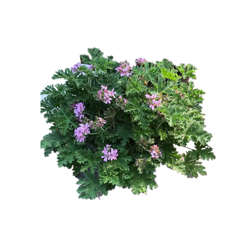 香叶天竺葵盆栽卧室室内植物夏季防蚊子大盆避蚊草绿植花卉