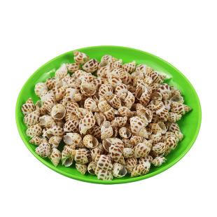 天然小海螺小贝壳辣椒蟹生态瓶微景观素材调节水质生态缸造景材料