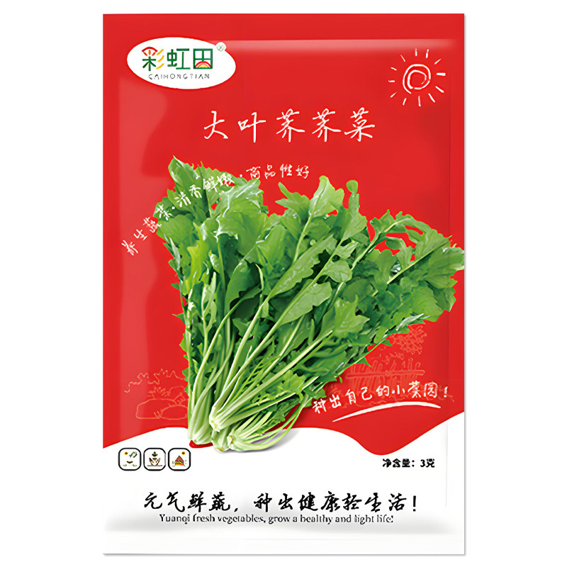 大叶荠荠菜种子野生野菜种孑