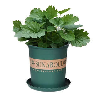 富贵姐益母草云新鲜现挖带土农家蔬菜苗蒿坤塔花九重楼种白红花艾