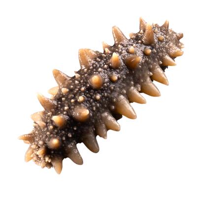 大连深海辽刺参鲜食海参老少皆宜