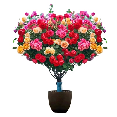 【爆款热销10万+】特大树桩月季