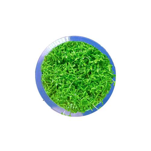 高珍珠草水草杯无菌杯日本高珍珠植物鱼缸造景阴性爬地矮草坪专用