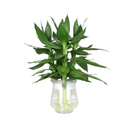 富贵竹无性价比高客厅