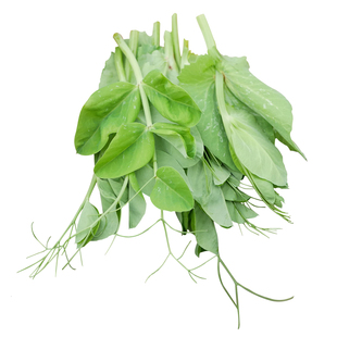 四川无须豌豆尖种子蔬菜种籽豌豆专吃苗四季种孑菜籽碗豆的菜种