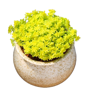 黄金万年草【精品】薄雪万年草多肉植物盆栽办公室阳台花卉绿植