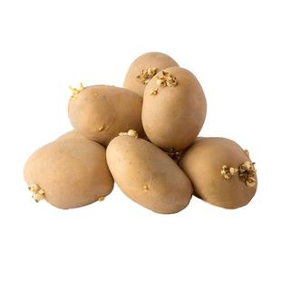 黄皮土豆种子红皮种籽孑黄心带芽马铃薯高产洋芋四季蔬菜特大原种